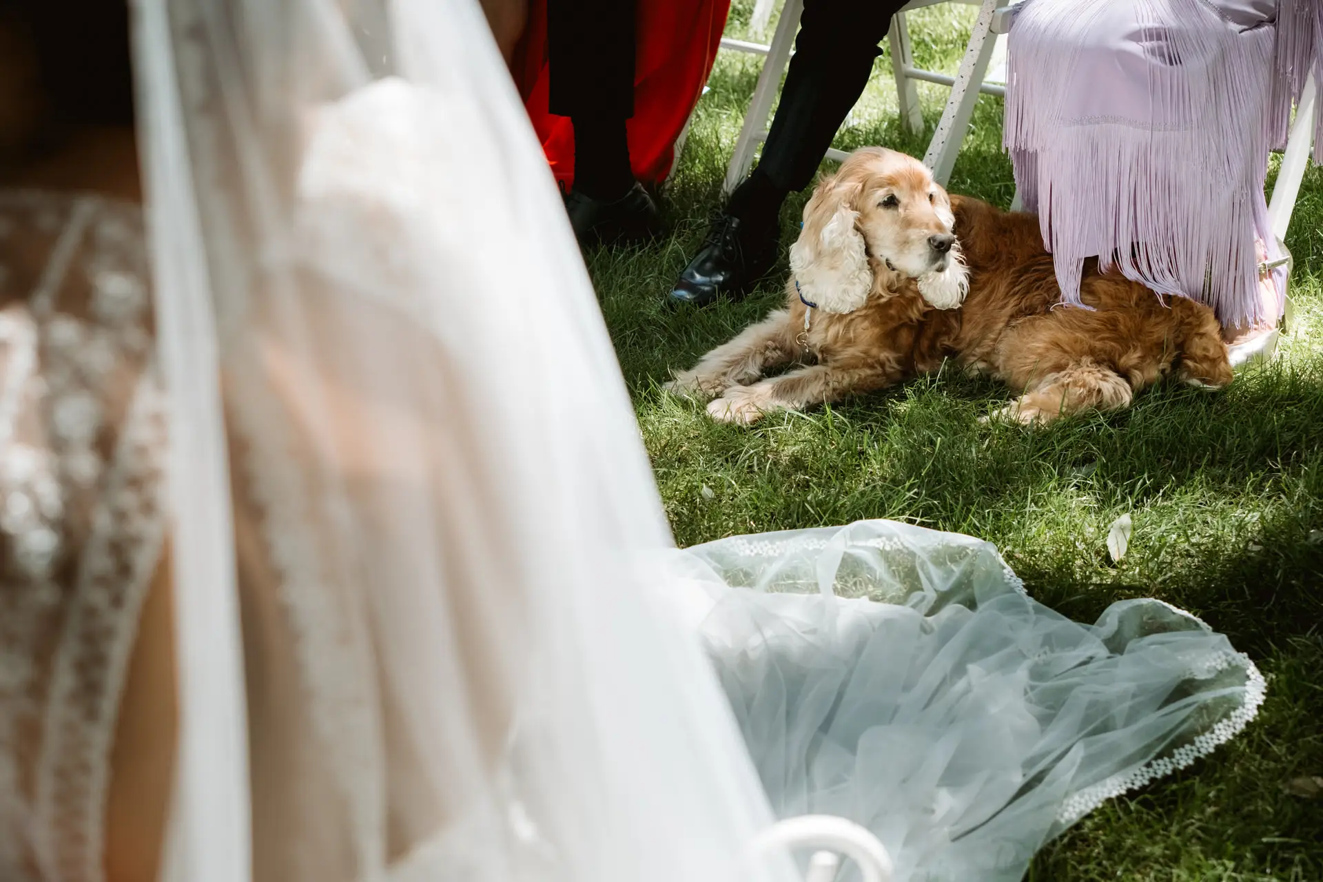 El perro de los novios tumbado junto al vestido, en el Valle del Jerte (Cáceres)