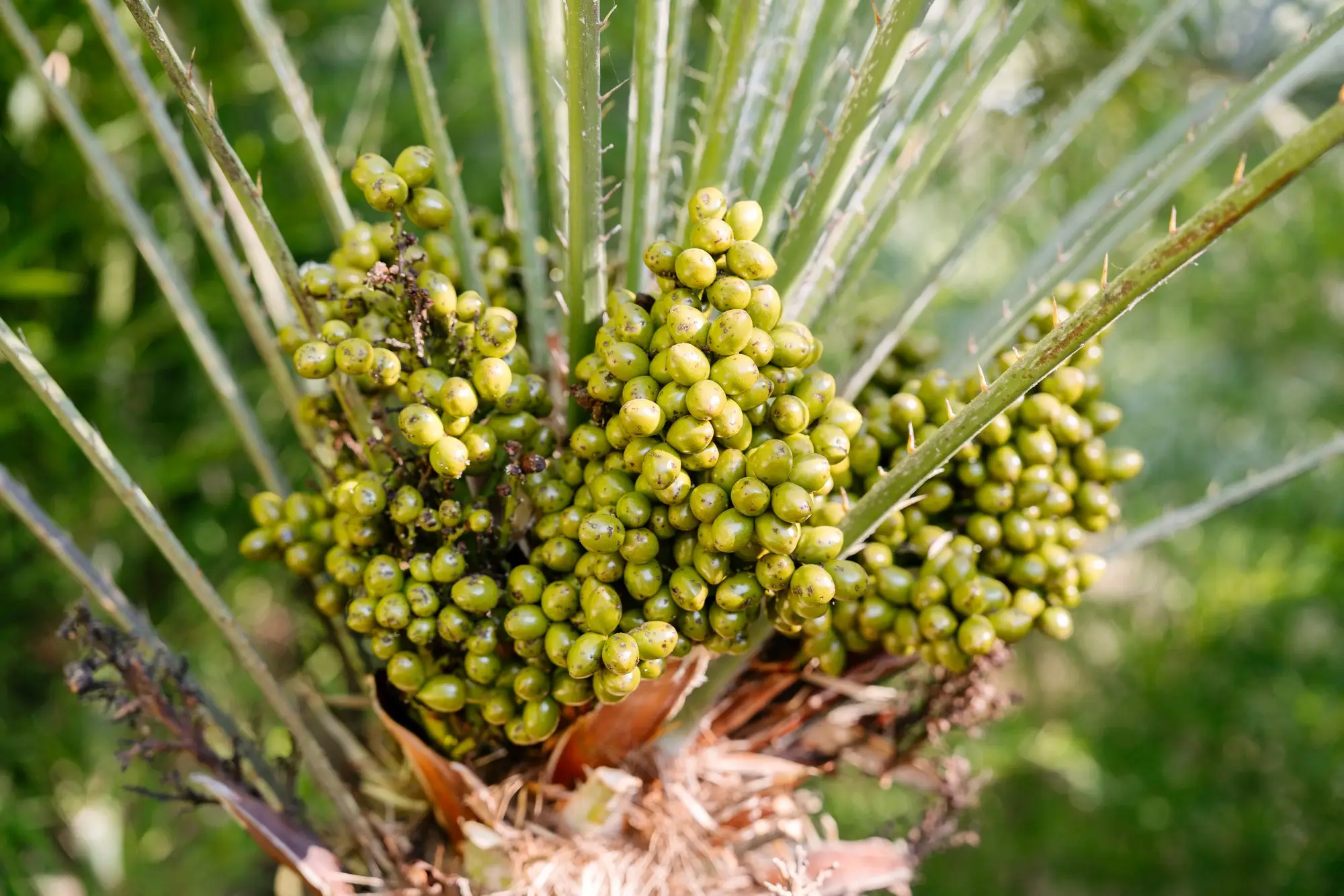 Frutos verdes de una palmera del jardín del hotel, en el Hotel Ruta Imperial de Jarandilla