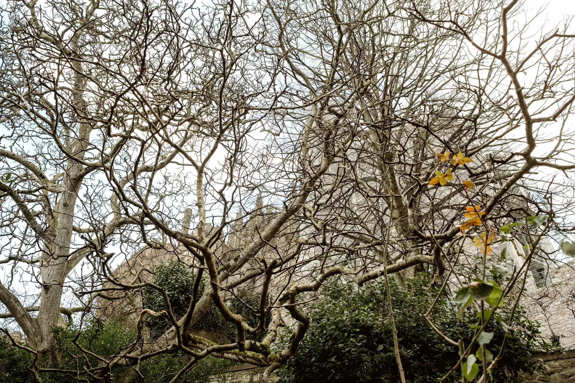 Ramas desnudas en un jardín del Mont Saint-Michel